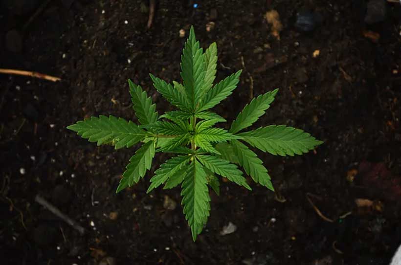 Blog 5 cannabis