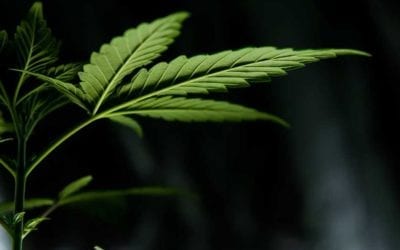 Cannabis companies get a partial victory in the Ninth Circuit
