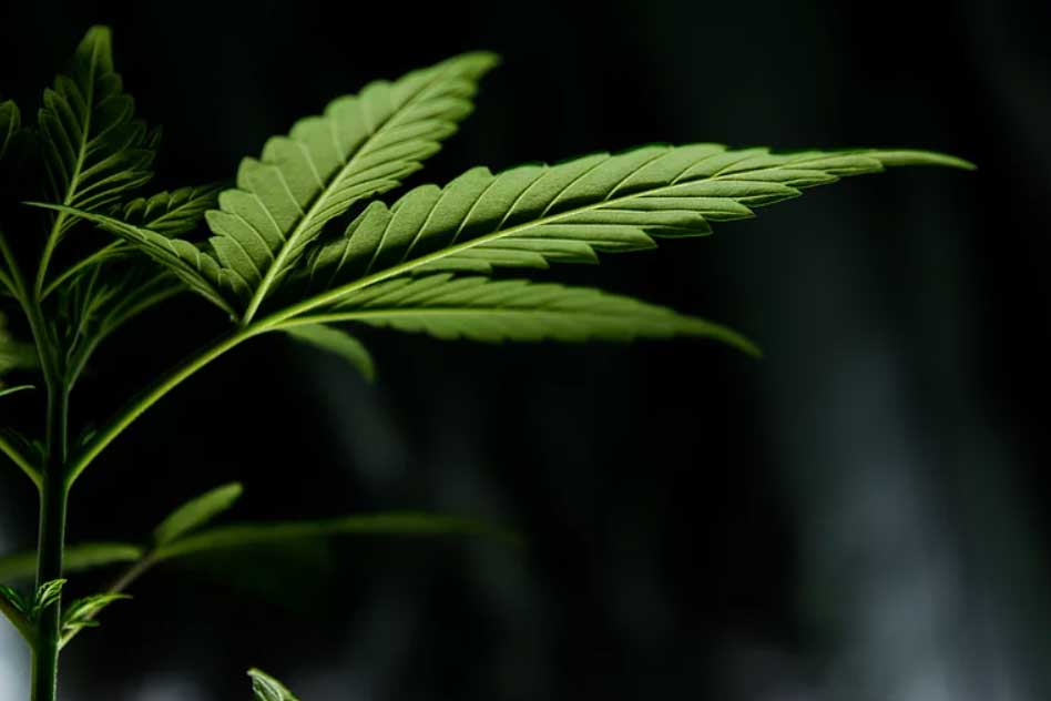 Cannabis