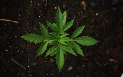 Cannabis Companies Lacking Bankruptcy Protections Can Explore State Options | McGlinchey Stafford – JDSupra